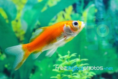 Beautiful Gold Fish In Aquarium Stock Photo