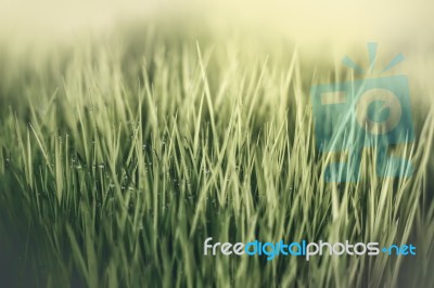 Beautiful Grass Stock Photo