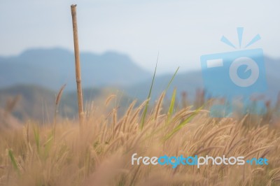 Beautiful Grass Flower Background ,selective Focus Stock Photo