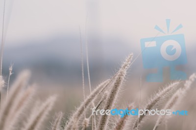 Beautiful Grass Flower Background ,selective Focus Stock Photo