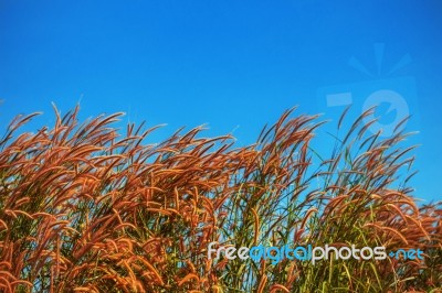 Beautiful Grass Withthe Blue Sky Stock Photo