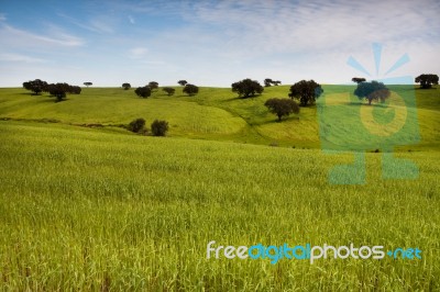 Beautiful Green Field Stock Photo