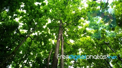 Beautiful Green Forest In Summer Stock Photo