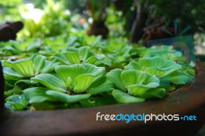 Beautiful Green Leaves Stock Photo