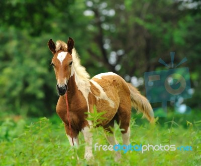 Beautiful Horse Stock Photo