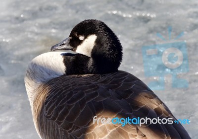 Beautiful Image Of A Canada Goose Sleeping On Ice Stock Photo