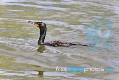 Beautiful Image Of A Cormorant Swimming In Lake Stock Photo