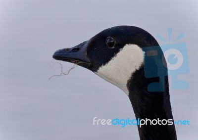 Beautiful Image Of A Cute Canada Goose Stock Photo