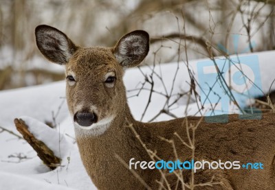 Beautiful Image Of A Cute Wild Deer In The Snowy Forest Stock Photo