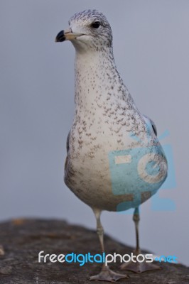 Beautiful Image Of A Gull Standing On A Rock Stock Photo