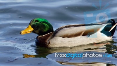 Beautiful Image Of A Mallard Swimming In Lake Stock Photo