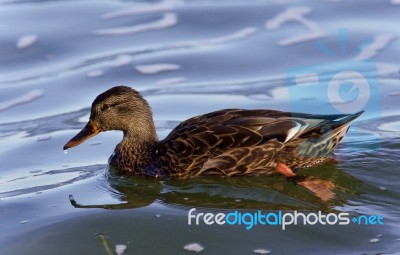 Beautiful Image Of A Mallard Swimming In Lake Stock Photo