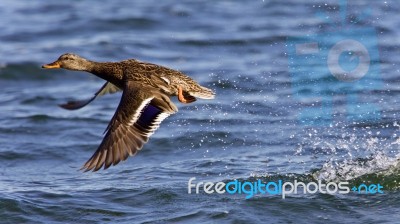 Beautiful Image Of A Mallard Taking Off From Lake Stock Photo