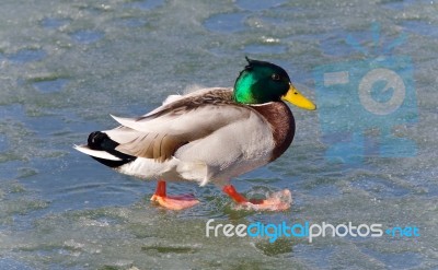 Beautiful Image Of A Mallard Walking On Ice Stock Photo