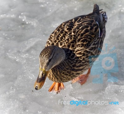 Beautiful Image Of A Mallard Walking On Ice Stock Photo