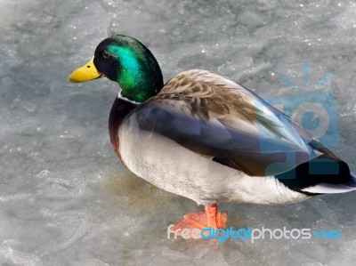 Beautiful Image Of A Mallard Walking On Ice Stock Photo