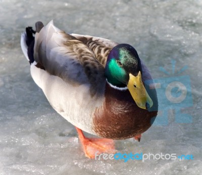 Beautiful Image Of A Mallard Walking On Ice Stock Photo