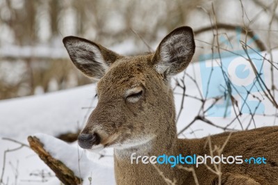 Beautiful Image Of A Sleepy Wild Deer In The Snowy Forest Stock Photo