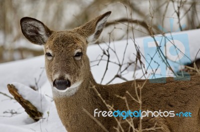 Beautiful Image Of A Sleepy Wild Deer Looking To The Camera Stock Photo