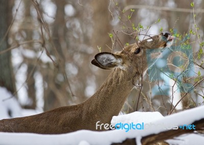 Beautiful Image Of A Wild Deer Eating In The Snowy Forest Stock Photo