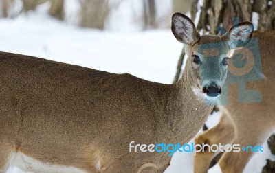 Beautiful Image Of A Wild Deer In The Snowy Forest Stock Photo