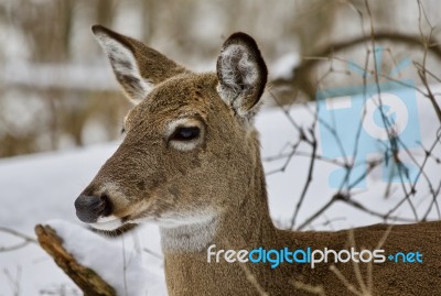 Beautiful Image Of A Wild Deer In The Snowy Forest Stock Photo