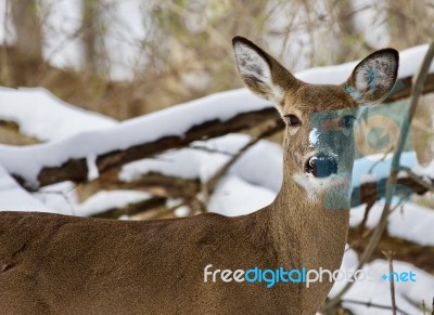 Beautiful Image Of A Wild Deer In The Snowy Forest Stock Photo