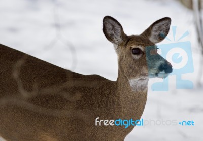 Beautiful Image Of A Wild Deer In The Snowy Forest Stock Photo