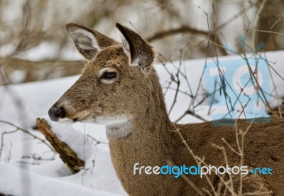 Beautiful Image Of A Wild Deer In The Snowy Forest Stock Photo