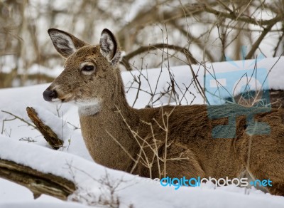 Beautiful Image Of A Wild Deer In The Snowy Forest Stock Photo