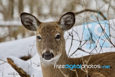 Beautiful Image Of A Wild Deer In The Snowy Forest Stock Photo