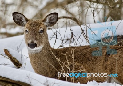 Beautiful Image Of A Wild Deer Laying  In The Snowy Forest Stock Photo