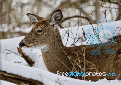 Beautiful Image Of A Wild Deer Laying In The Snowy Forest Stock Photo