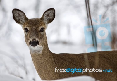 Beautiful Image Of A Wild Deer Looking To The Camera Stock Photo