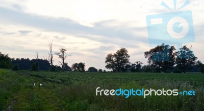 Beautiful Image Of An Amazing Old Trees Stock Photo