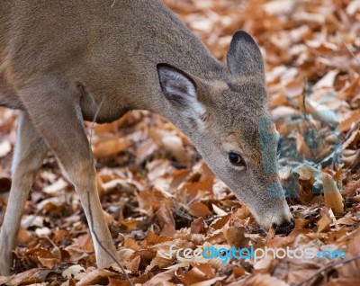 Beautiful Image Of The Cute Deer Eating Leaves Stock Photo