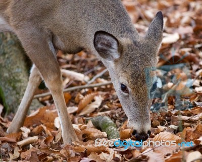 Beautiful Image Of The Cute Deer In The Forest Stock Photo