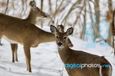 Beautiful Image Of Three Wild Deer In The Snowy Forest Stock Photo