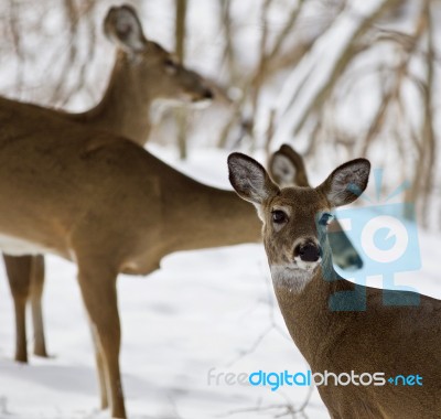 Beautiful Image Of Three Wild Deer In The Snowy Forest Stock Photo