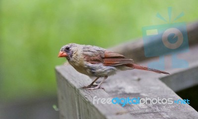 Beautiful Image With A Bird On The Wood Stock Photo