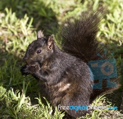 Beautiful Image With A Cute Black Squirrel Stock Photo