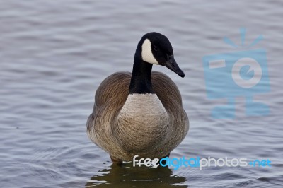 Beautiful Image With A Cute Canada Goose In The Lake Stock Photo