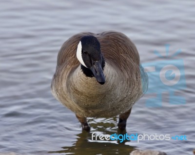 Beautiful Image With A Cute Canada Goose In The Lake Stock Photo