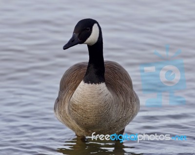 Beautiful Image With A Cute Canada Goose In The Lake Stock Photo