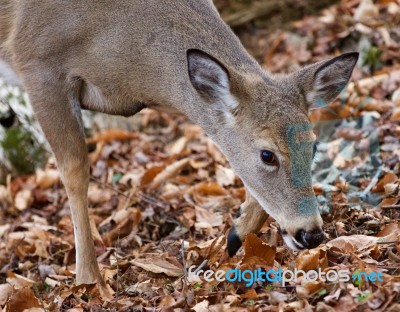 Beautiful Image With A Cute Deer In The Forest Stock Photo