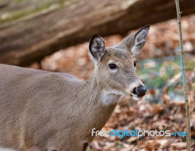 Beautiful Image With A Cute Deer In The Forest Stock Photo