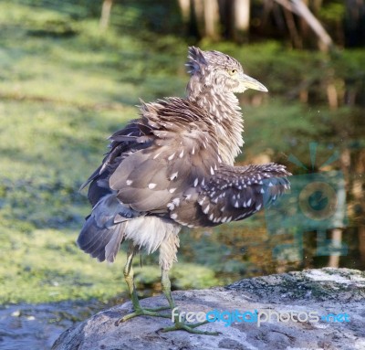 Beautiful Image With A Funny Black-crowned Night Heron Shaking Her Feathers On A Rock Stock Photo