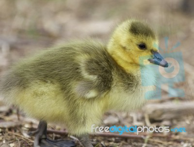 Beautiful Image With A Funny Canada Geese Stock Photo