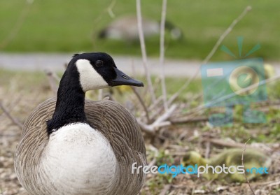 Beautiful Image With A Funny Cute Canada Geese Stock Photo