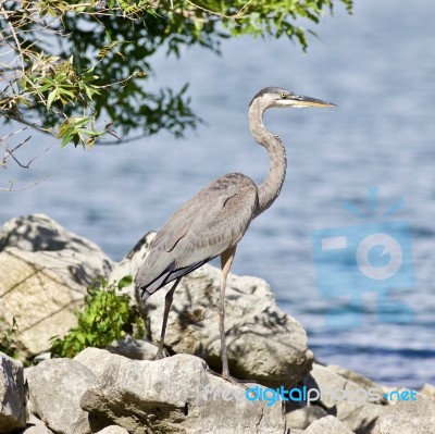 Beautiful Image With A Funny Great Heron Standing On A Rock Shore Stock Photo